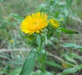 Inula britannica