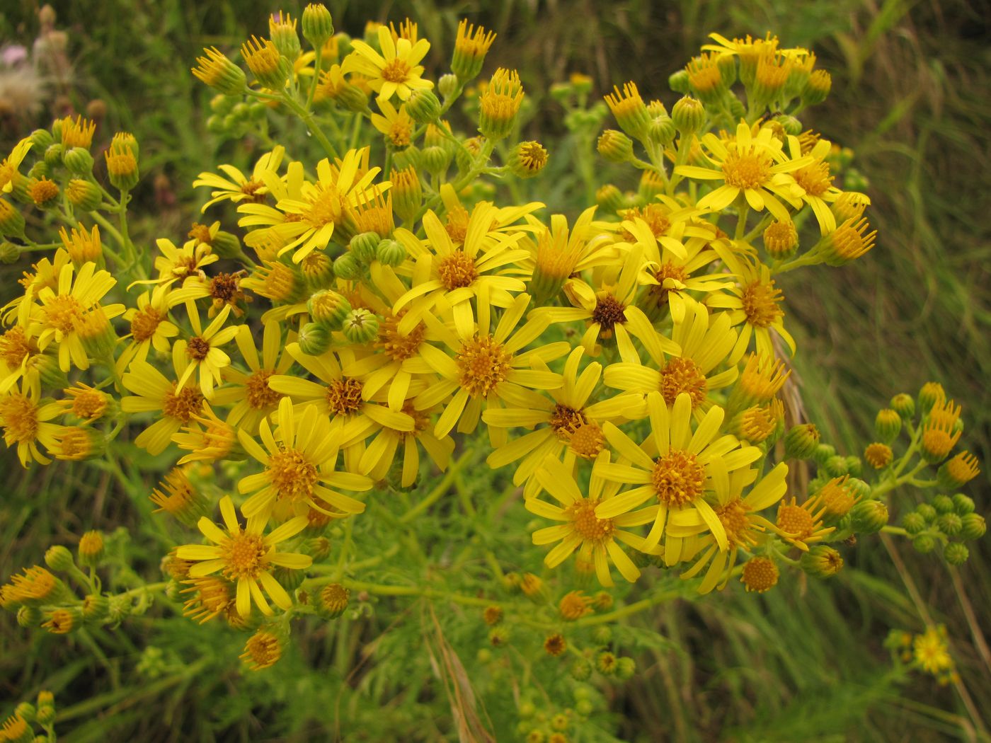 Image of Senecio borysthenicus specimen.