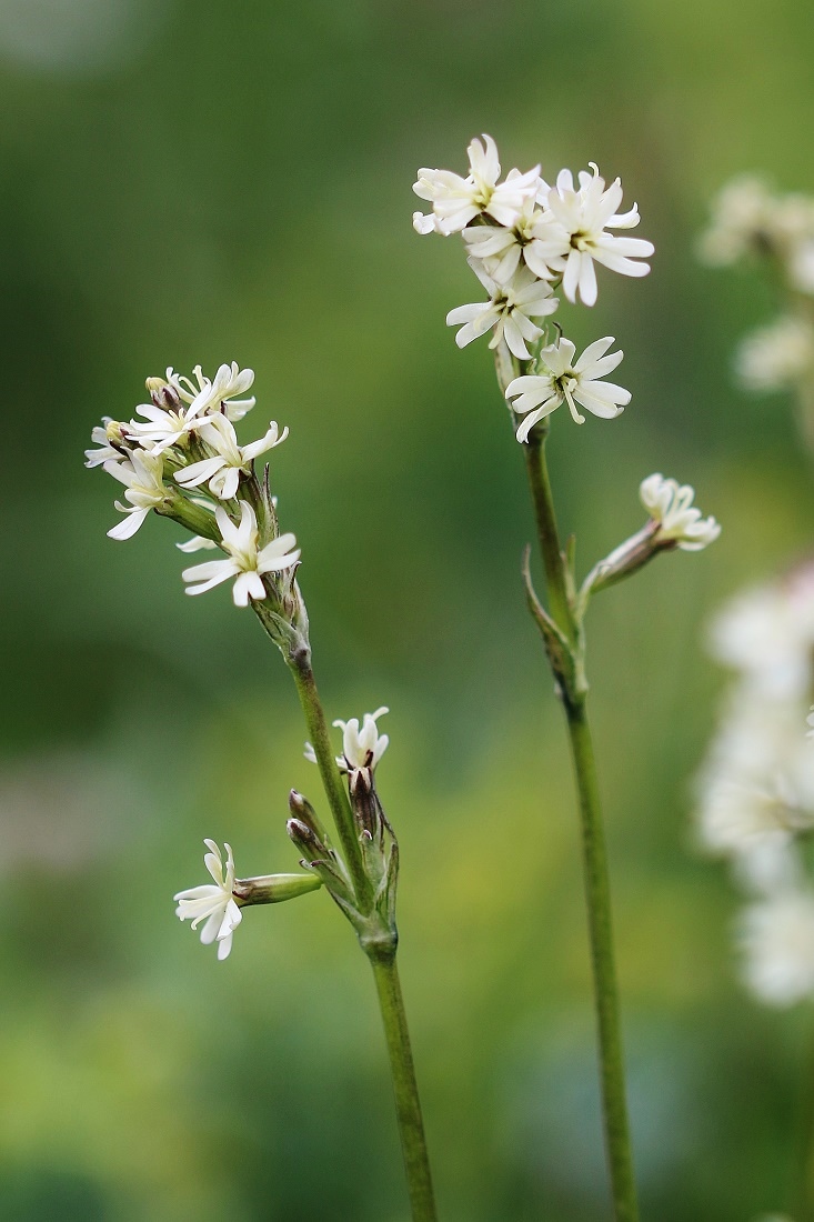 Изображение особи Silene lasiantha.