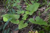 Campanula alliariifolia. Прикорневые листья и часть побега. Республика Адыгея, Майкопский р-н, ок. 1 км севернее пос. Хамышки, южный склон горы Монах, выс. ок. 1000 м н.у.м., у обрыва. 21.08.2016.