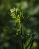 Thalictrum flavum