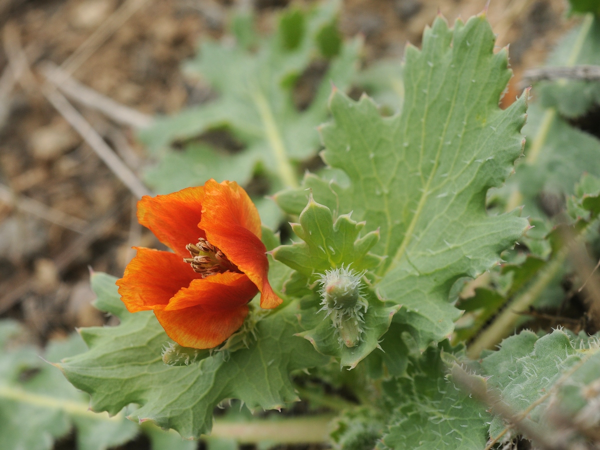 Изображение особи Glaucium elegans.