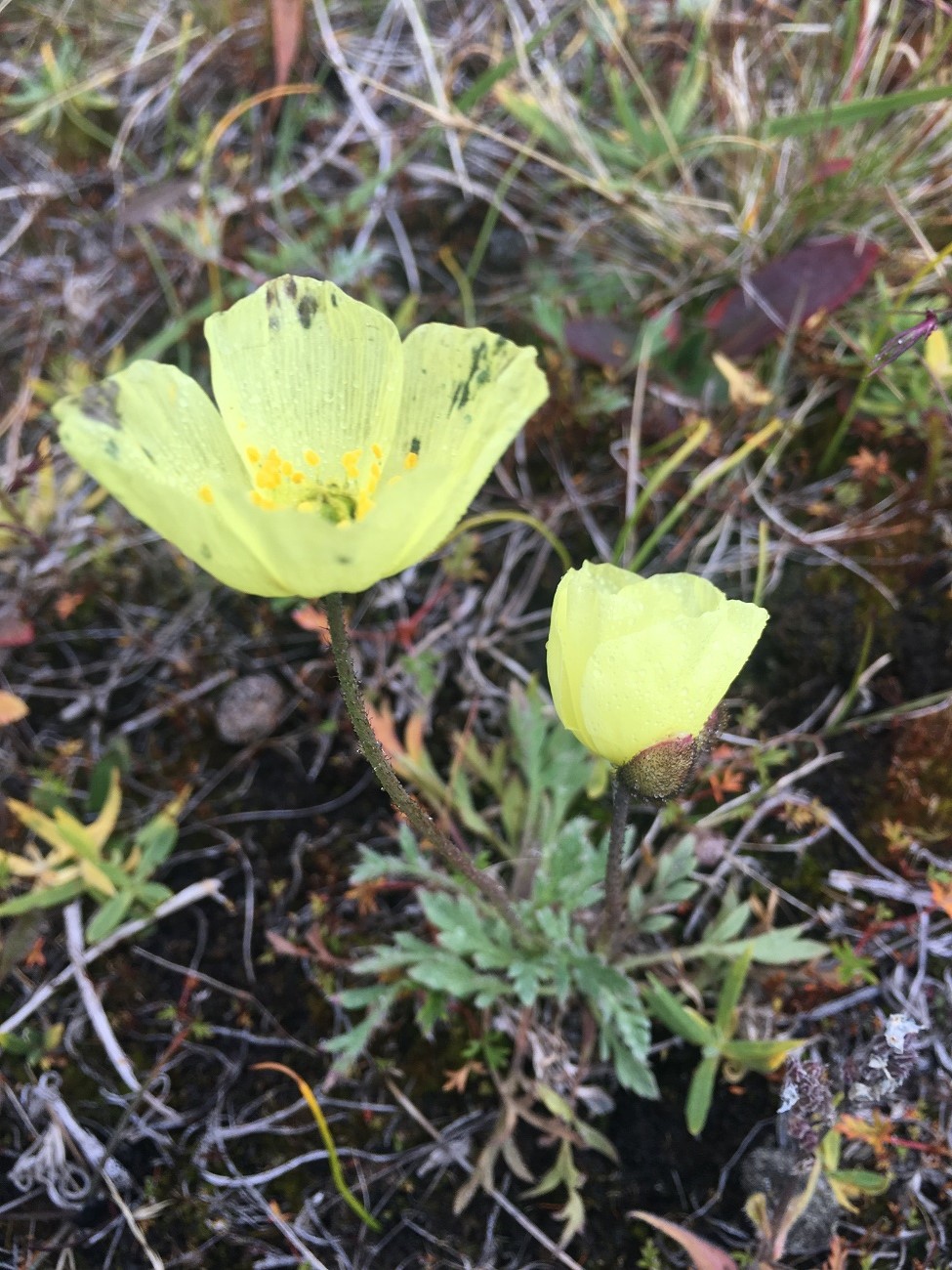 Изображение особи Papaver pulvinatum.