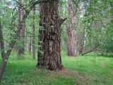 Pinus sylvestris. Нижние части стволов. Иркутская обл., Шелеховский р-н, окр. с. Шаманка, сосново-лиственнично-берёзовый лес. 11.06.2016.