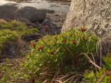 Rhodiola integrifolia. Цветущие растения. Магаданская обл., окр. Магадана, бухта Нагаева, мкр-н Марчекан, берег моря. 19.06.2010.