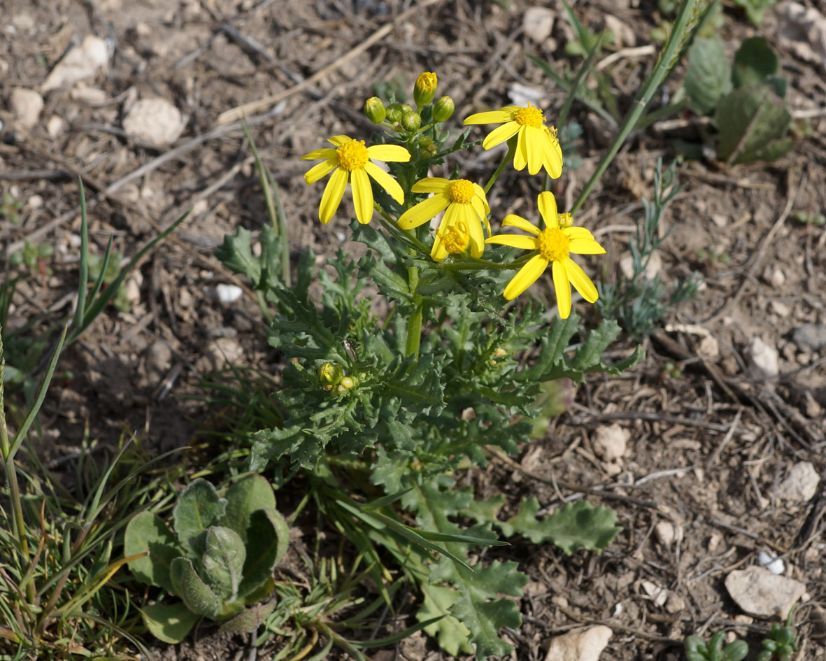 Изображение особи Senecio vernalis.