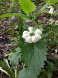 Lamium album