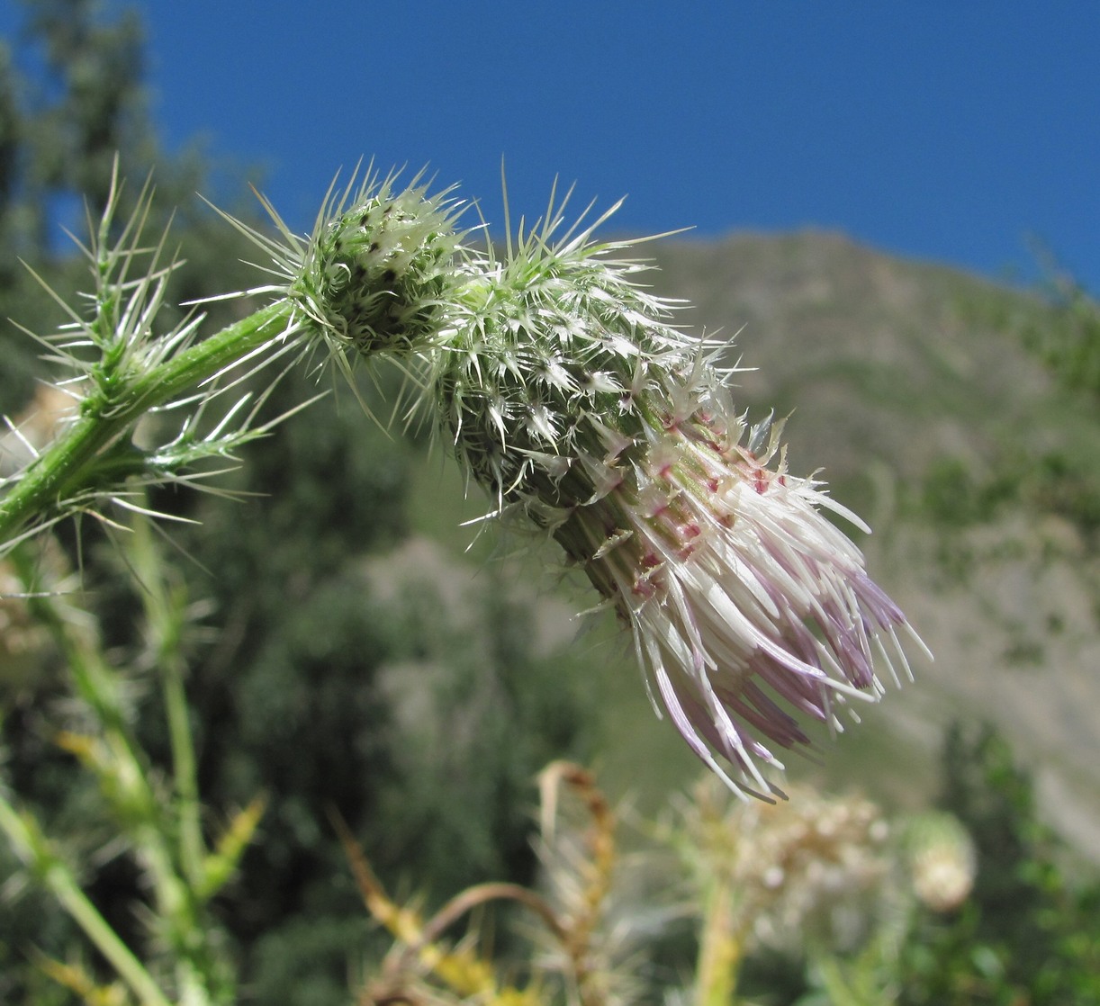 Изображение особи Cirsium echinus.