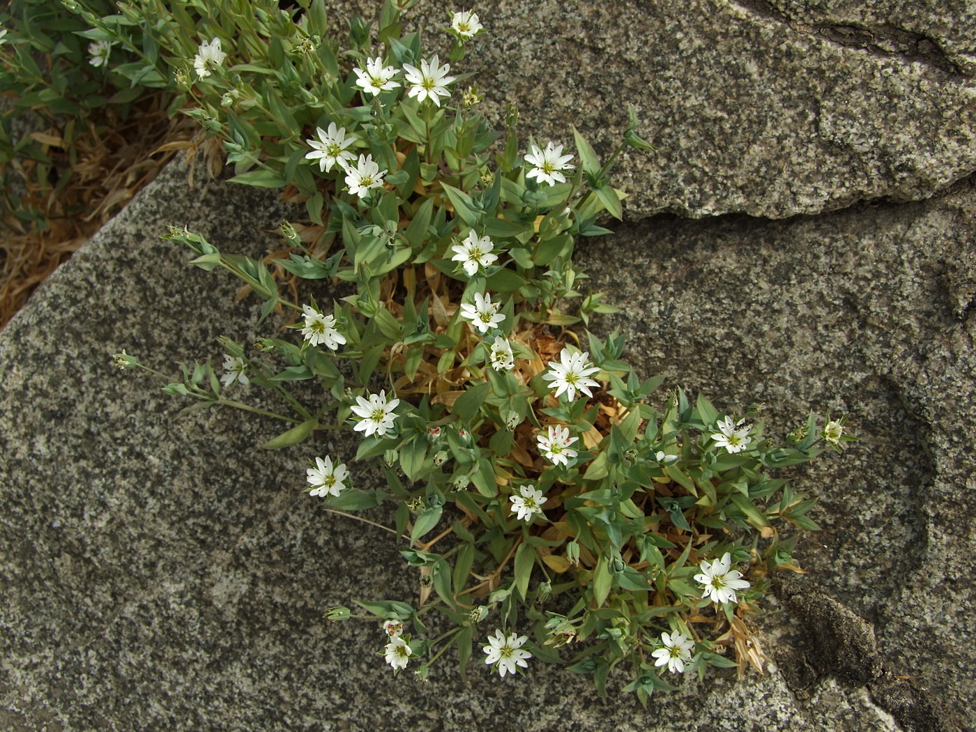 Image of Stellaria ruscifolia specimen.