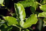 Passiflora edulis