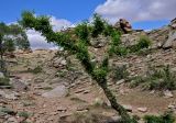 Ulmus pumila. Взрослое дерево. Монголия, аймак Туве, окр. г. Эрдэнэсант, ≈ 1400 м н.у.м., каменистый сухой склон. 01.06.2017.