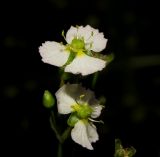 Alisma plantago-aquatica