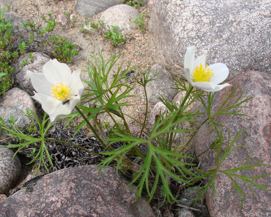 Image of Pulsatilla angustifolia specimen.