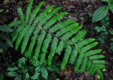 Cyclosorus glandulosus. Вайя. Малайзия, Камеронское нагорье, ≈ 1500 м н.у.м., влажный тропический лес. 03.05.2017.