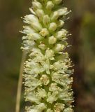 Orostachys spinosa