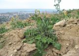 Crepis rhoeadifolia. Зацветающее растение. Дагестан, г/о Махачкала, гора Тарки-Тау, у дороги. 05.05.2018.