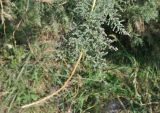 Myricaria bracteata. Верхушка веточки. Грузия, Казбегский муниципалитет, галечный берег р. Сно в средней части долины. 31.07.2018.