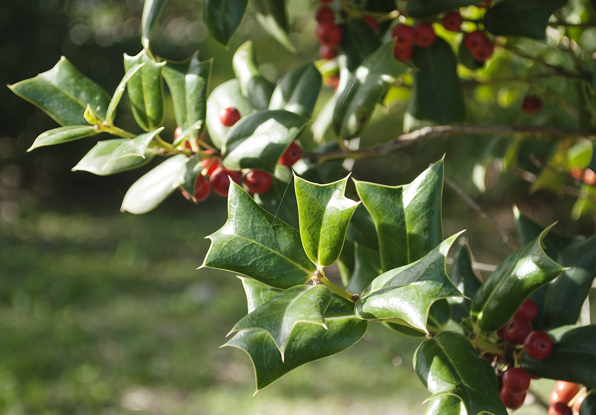 Изображение особи Ilex cornuta.