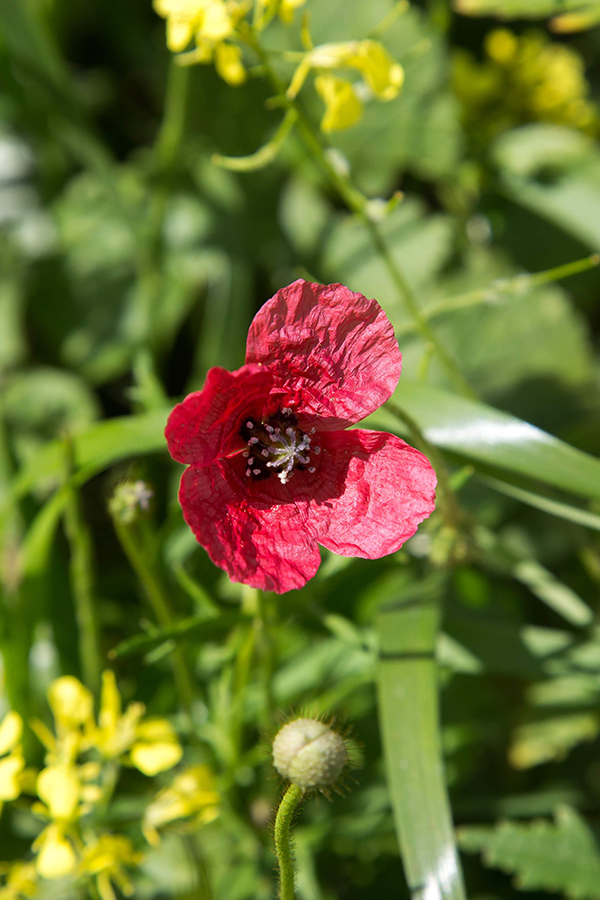 Изображение особи Papaver hybridum.