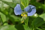 Commelina communis