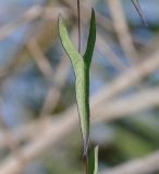 Ipomoea sagittata