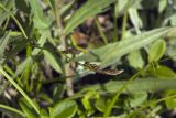 Carex microtricha