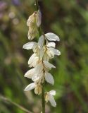 Polygala cretacea. Часть соплодия с формирующимися плодами. Саратовская обл., Хвалынский р-н, окр. г. Хвалынск, Хвалынский горнолыжный курорт, луг на склоне горы. 18.06.2019.