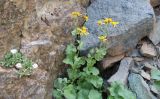 Senecio taraxacifolius