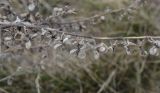 Cynoglossum officinale