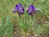 Iris pumila. Цветущие растения. Крым, городской округ Феодосия, окр. пос. Орджоникидзе, гора Батон, каменистая степь. 02.05.2021.