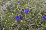 Gentiana dshimilensis