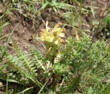 род Pedicularis