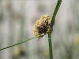 Bolboschoenus maritimus. Соцветие. Ленинградская обл., Кингисеппский р-н, Кургальский п-ов, побережье Финского зал., песчаный пляж, зона забрызга. 20.06.2021.