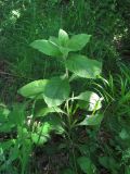 Inula conyza