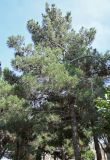 Pinus pityusa