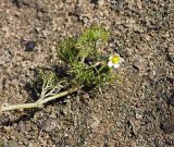 Ranunculus rionii