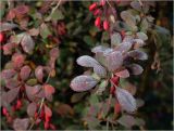 Berberis форма atropurpurea