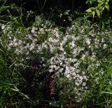 Cerastium tomentosum