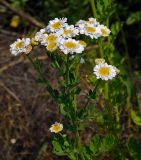 Pyrethrum parthenium