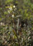 Pedicularis lapponica