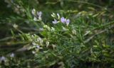 Astragalus sulcatus