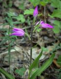 Cephalanthera rubra. Верхушка цветущего растения. Пермский край, Кунгурский р-н, правый берег р. Сылва, ур. Камень Ермак, берёзово-сосновый лес. 11.06.2023.