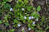 Mazus pumilus