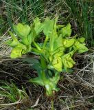 Euphorbia fischeriana. Цветущее растение пятого года жизни. Алтай, с. Камлак, частная коллекция. 10.05.2010.
