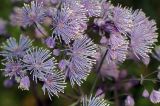 Thalictrum aquilegiifolium