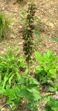 Epipactis helleborine. Цветущее растение. Крым, окр. Ялты, ущелье Уч-Кош, сосновый лес. 5 июля 2011 г.