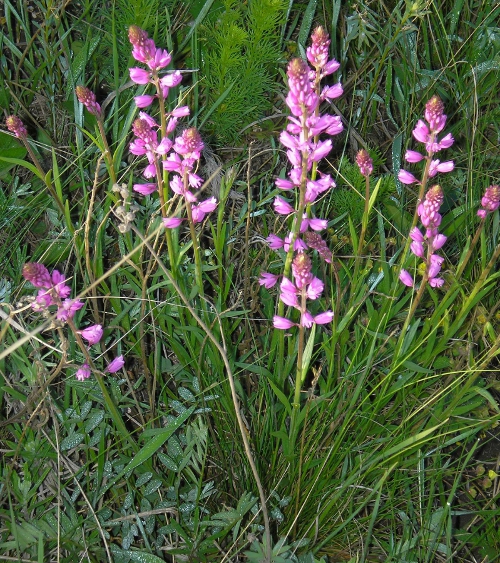 Изображение особи Polygala cretacea.