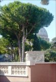 Pinus pinea. Взрослое дерево в культуре. Рим, Ватикан, 27 июля 2010 г.