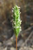 Phleum subulatum