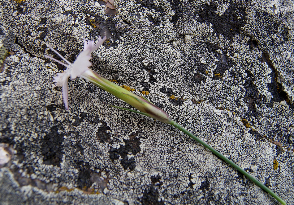 Изображение особи Dianthus cretaceus.